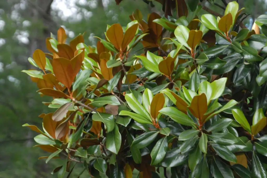 Photo of Magnolia grandiflora - Leaves:Jim Robbins