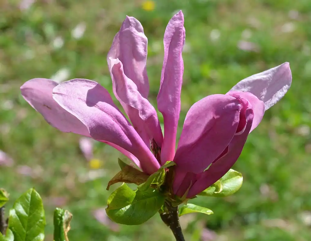 Photo of Magnolia hybrids (Magnolia hybridss)