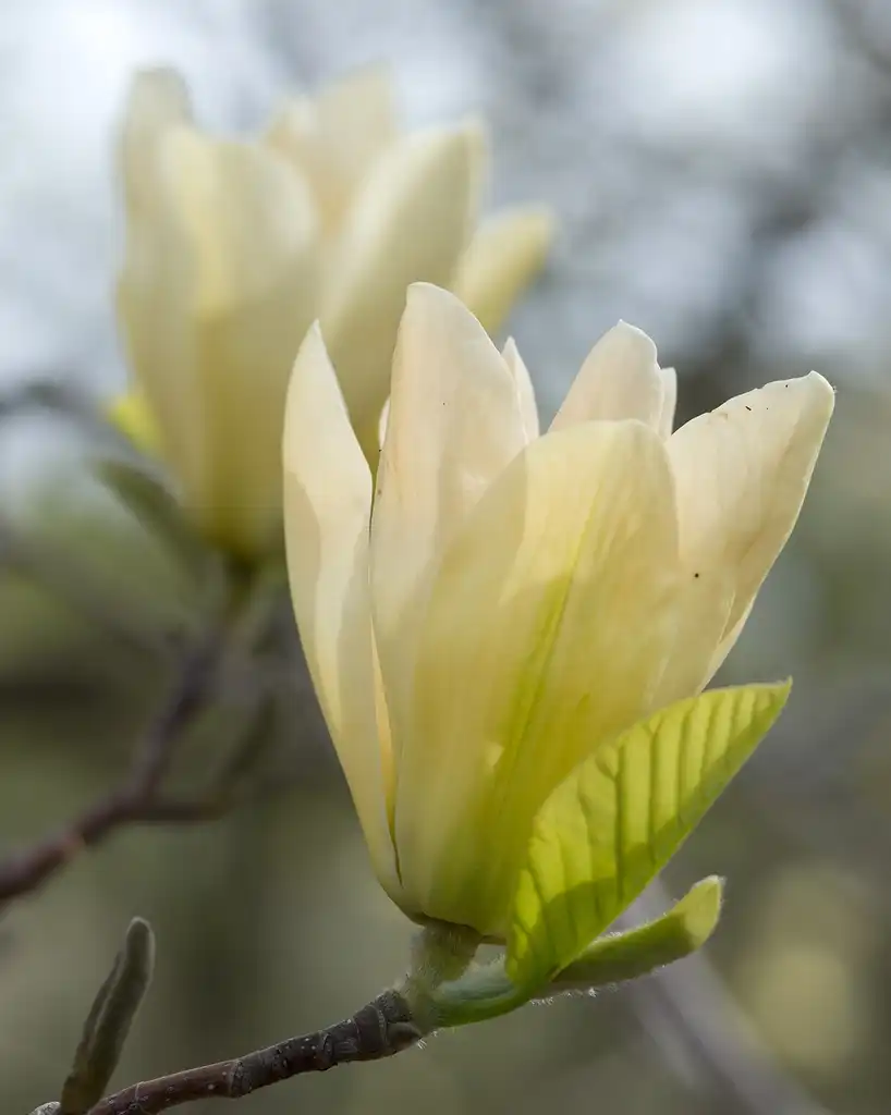 Photo of Magnolia hybrids (Magnolia hybridss)