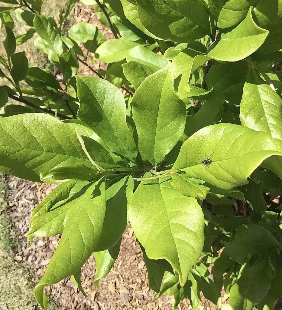 Photo of Magnolia hybrids - 'Ann' leaves, spring, Durham County, NC:Carol Tierney