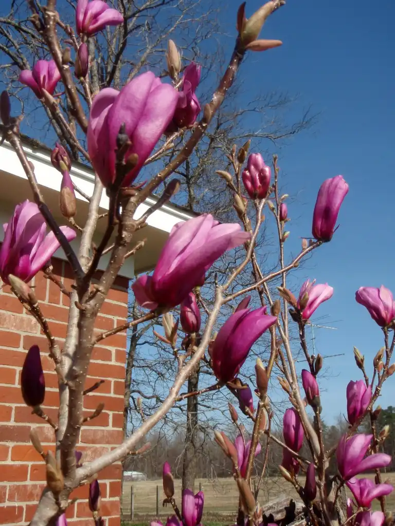 Фото Magnolia 'Jane' (Magnolia 'Jane's)