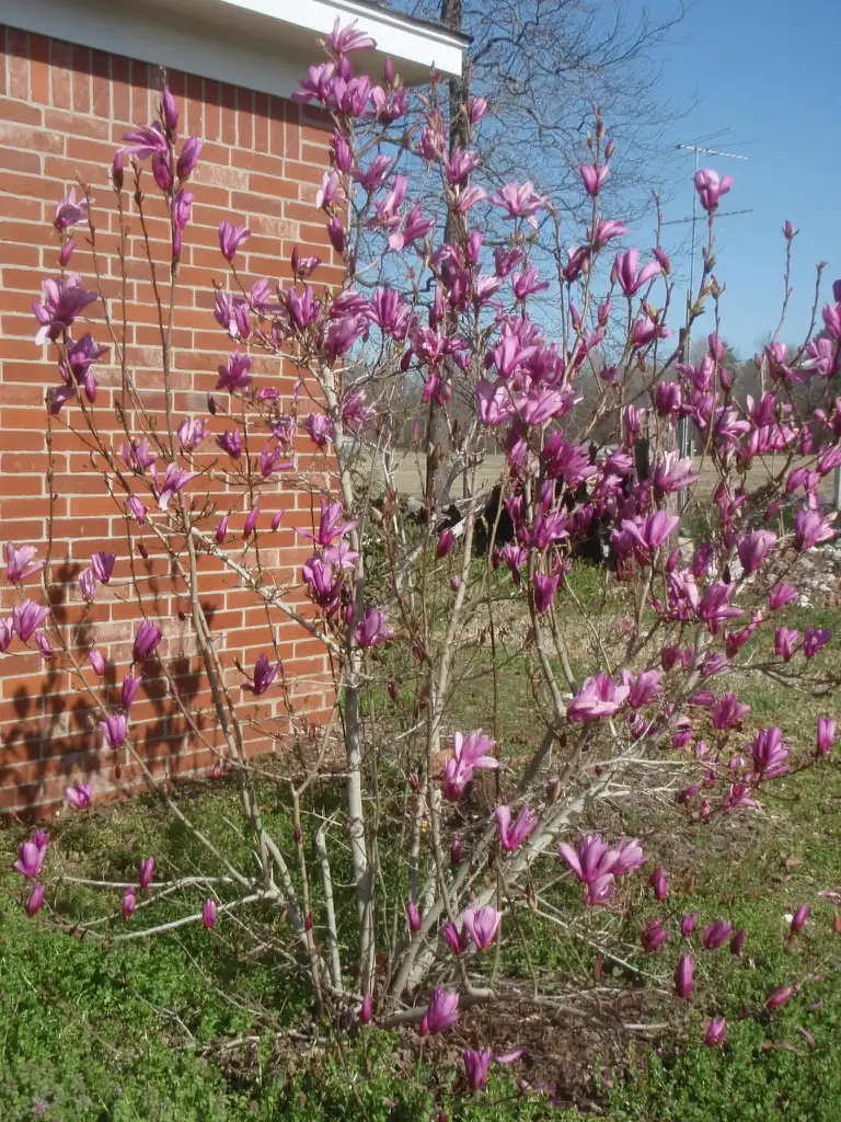 Фото Magnolia 'Jane' (Magnolia 'Jane's)