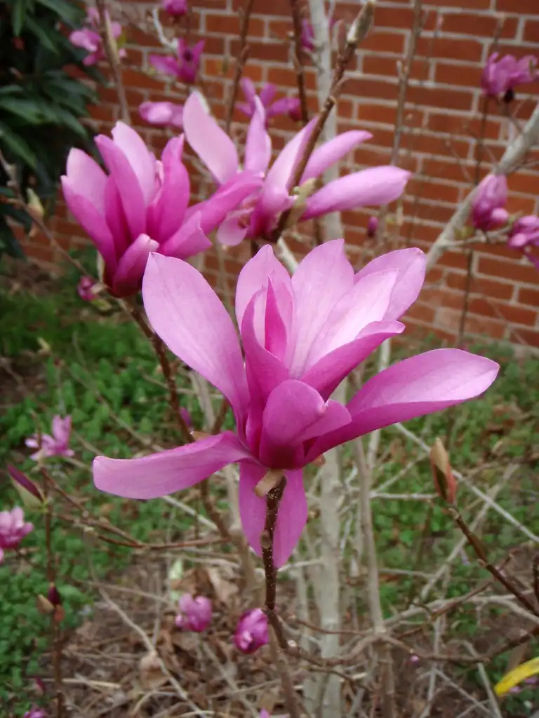 Фото Magnolia 'Jane' - Flower Close-up:Jim Robbins