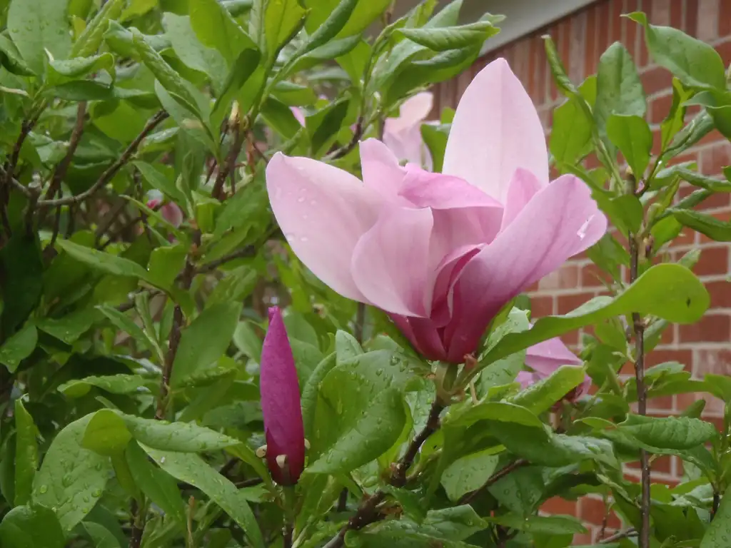Фото Magnolia 'Jane' - Flower and Leaves:Jim Robbins