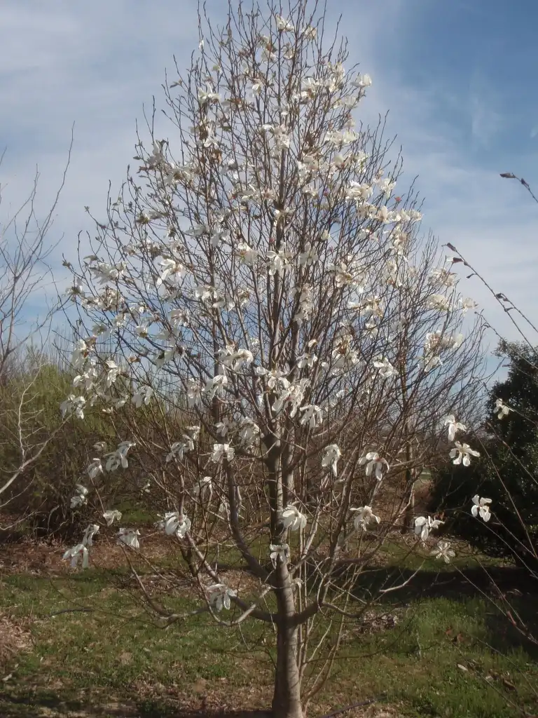 Photo of Magnolia kobus (Magnolia kobuss)