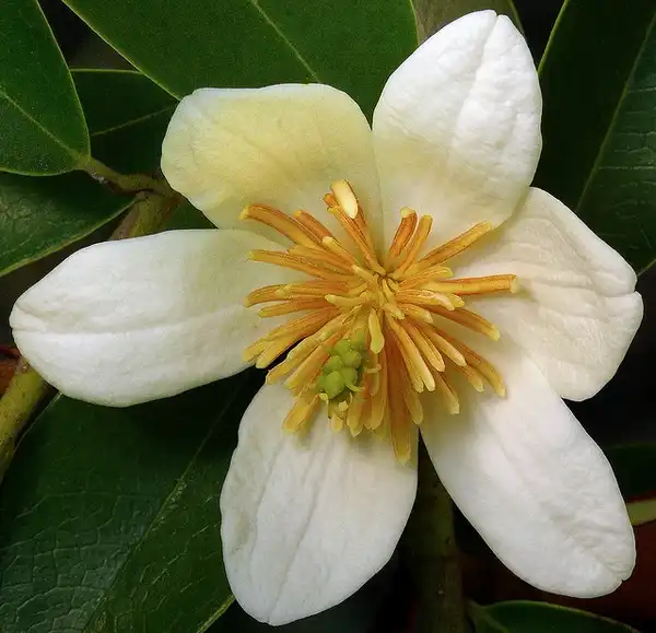 Foto de Magnolia laevifolia (Magnolia laevifolias)