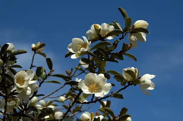 Foto de Magnolia laevifolia (Magnolia laevifolias)