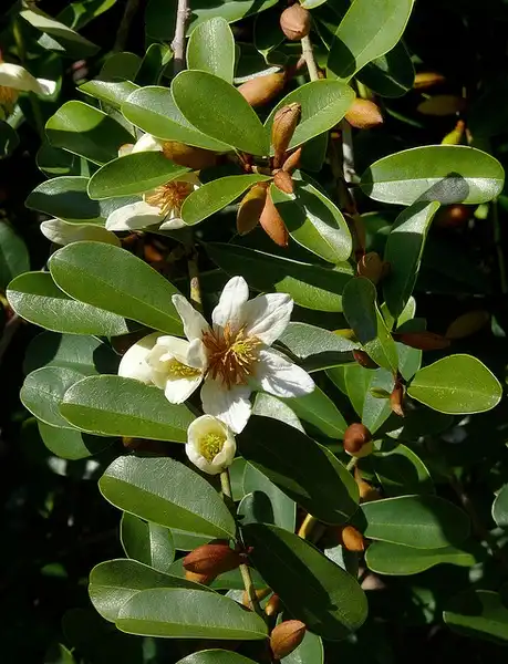 Foto de Magnolia laevifolia - Michelia yunnanensis:James Gaither