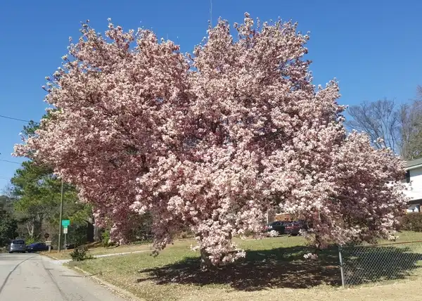 Photo of Magnolia liliiflora (Magnolia liliifloras)
