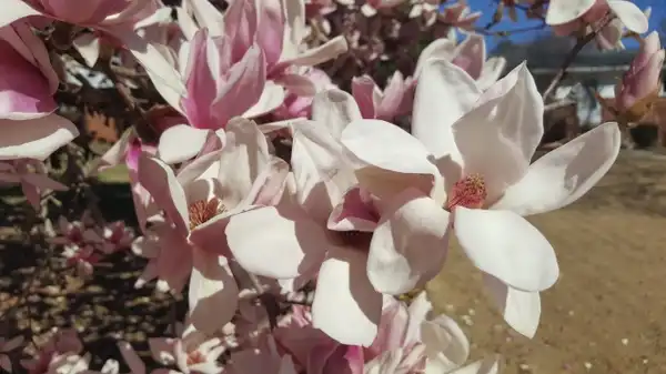 Photo of Magnolia liliiflora (Magnolia liliifloras)