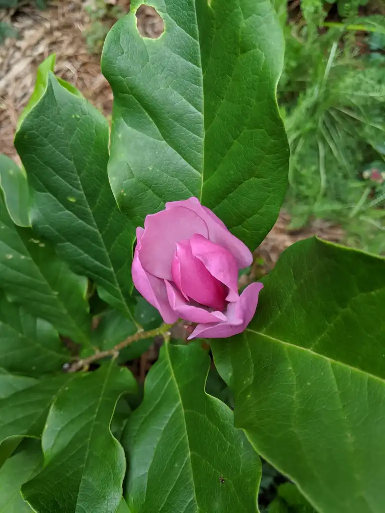 Photo of Magnolia liliiflora - Flowers and leaves (Cabarrus County, NC):Hope Duckworth