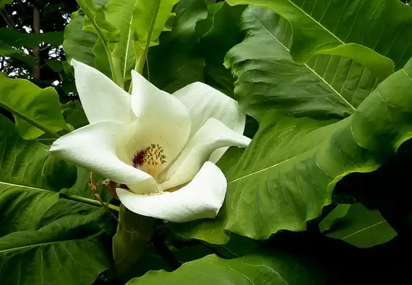 Фото Magnolia macrophylla (Magnolia macrophyllas)