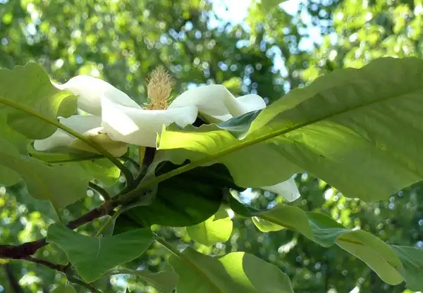 Фото Magnolia macrophylla (Magnolia macrophyllas)