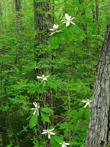 Фото Magnolia macrophylla - :DM