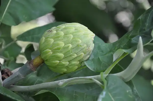 Фото Magnolia macrophylla - :ProteinBiochemist