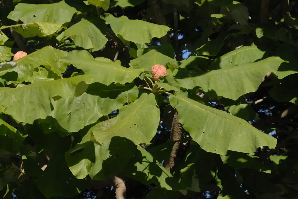 Фото Magnolia macrophylla - Leaf and Fruit:Jim Robbins