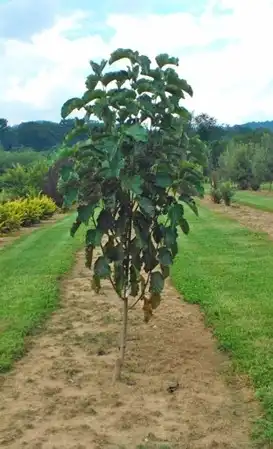 Foto de Magnolia 'NCMX1' PPAF (Magnolia 'NCMX1' PPAFs)