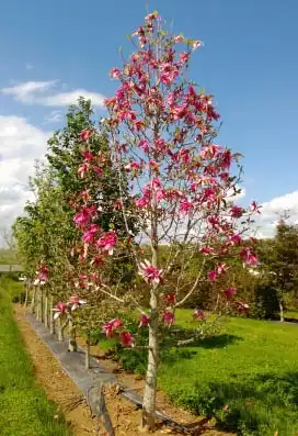 Foto de Magnolia 'NCMX1' PPAF (Magnolia 'NCMX1' PPAFs)