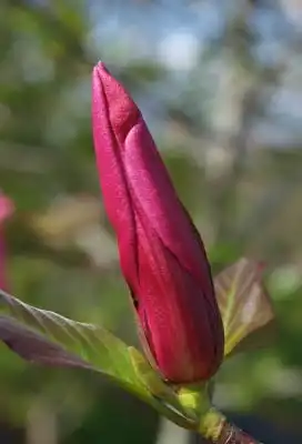 Foto de Magnolia 'NCMX1' PPAF - Flower bud: