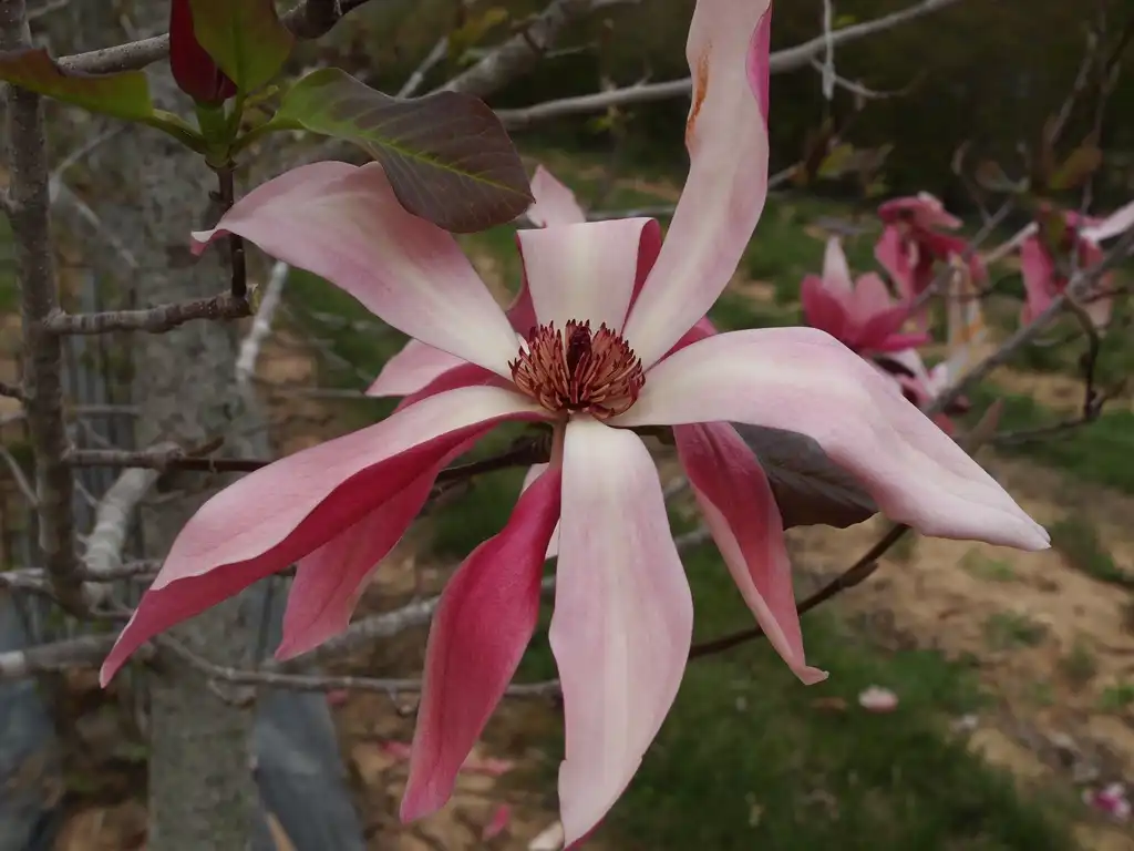 Foto de Magnolia 'NCMX1' PPAF - Huge flowers: