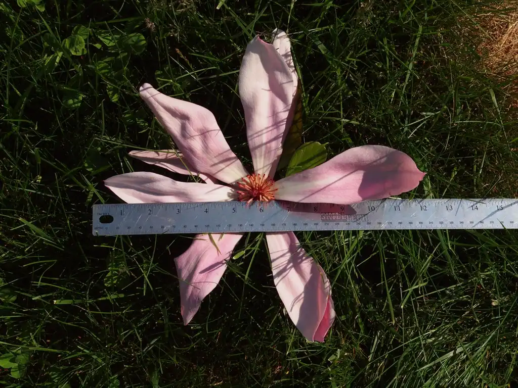 Foto de Magnolia 'NCMX1' PPAF - 12" across:
