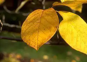 Фото Magnolia sieboldii (Magnolia sieboldiis)