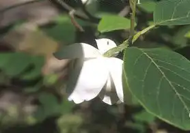 Фото Magnolia sieboldii (Magnolia sieboldiis)