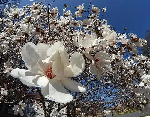 Фото Magnolia stellata (Magnolia stellatas)