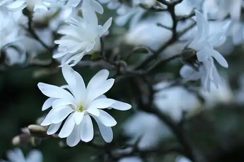 Фото Magnolia stellata (Magnolia stellatas)