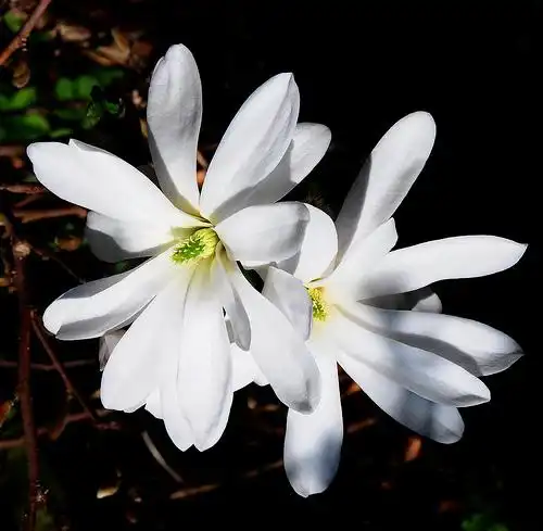 Фото Magnolia stellata - Flower close-up:Photo by Roger Neil