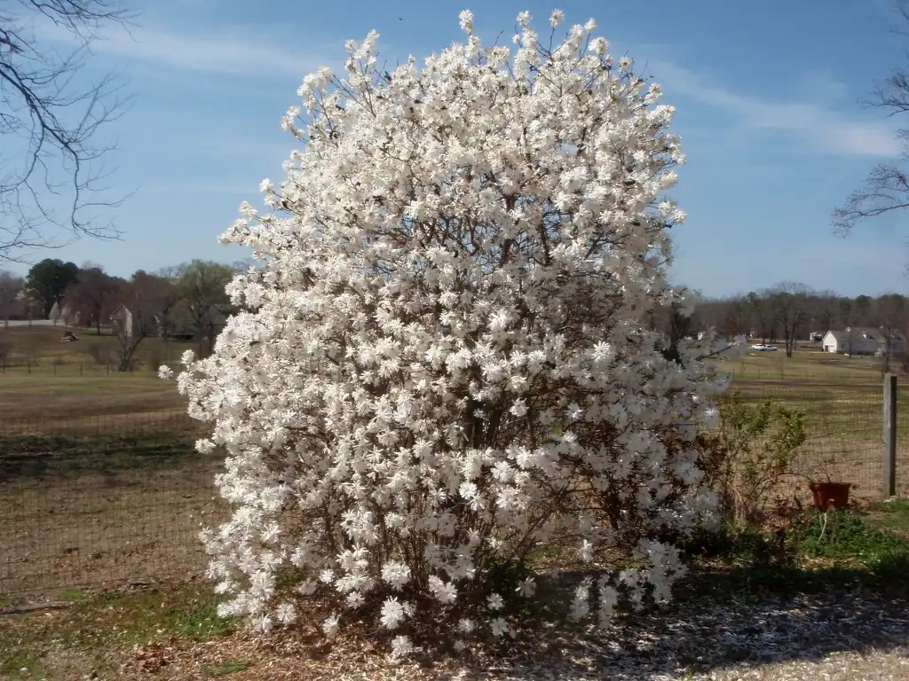 Фото Magnolia stellata - Form:Jim Robbins