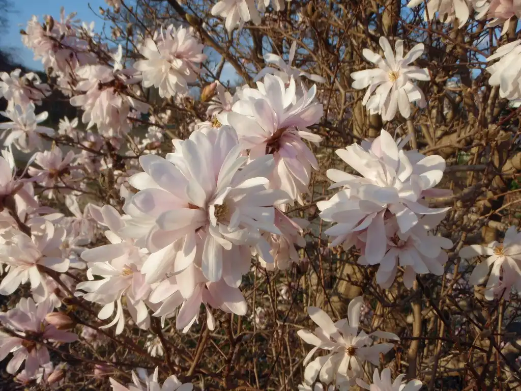 Фото Magnolia stellata - Flowers:Jim Robbins
