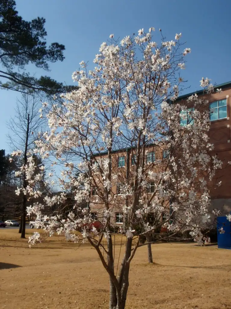 Фото Magnolia stellata - Tree:Jim Robbins