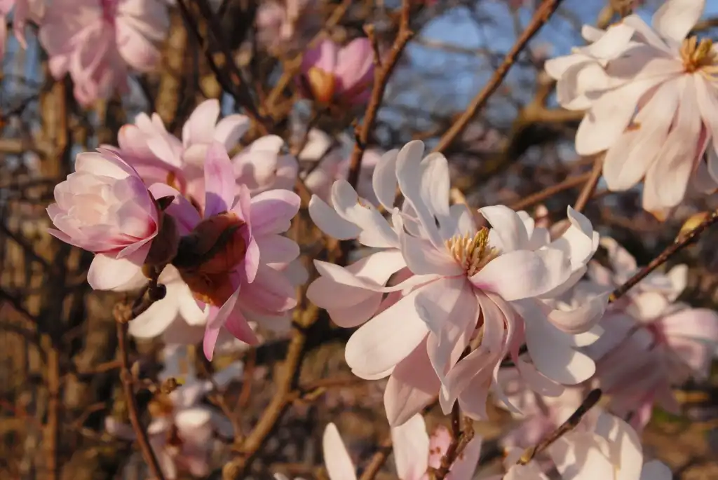 Фото Magnolia stellata - 'Rosea' Flower:Jim Robbins