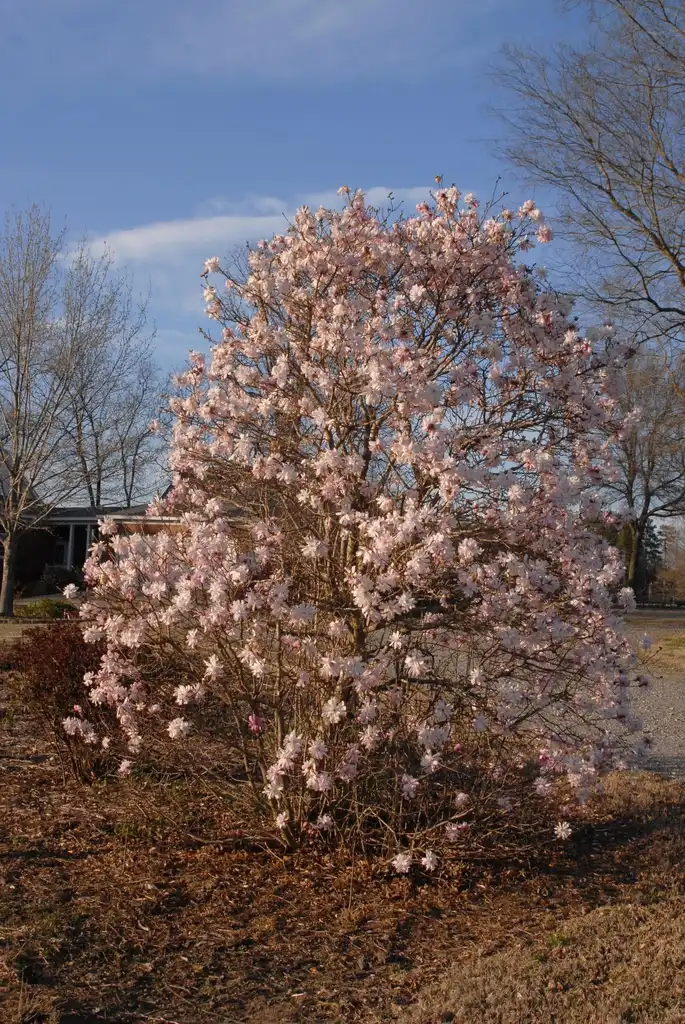 Фото Magnolia stellata - 'Rosea' Flower Form:Jim Robbins