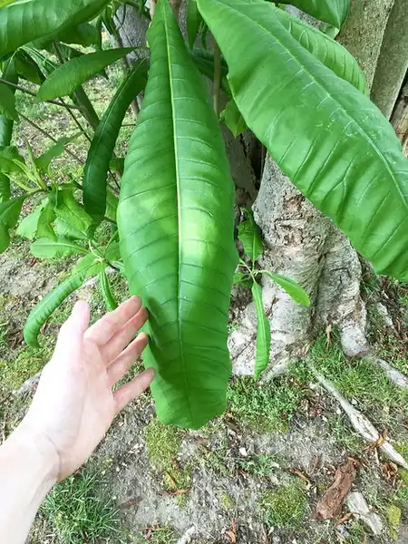 Foto de Magnolia tripetala (Magnolia tripetalas)