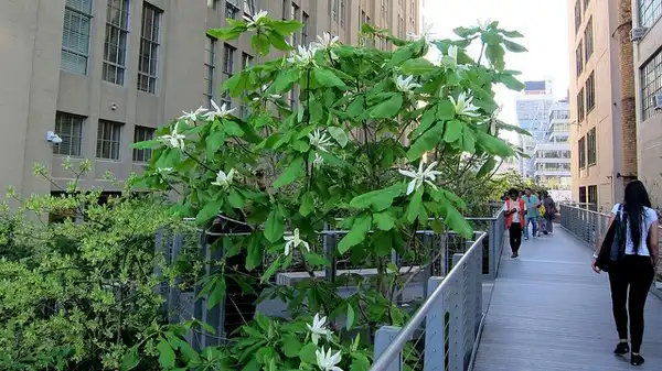 Foto de Magnolia tripetala (Magnolia tripetalas)