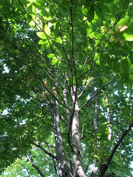 Foto de Magnolia tripetala - :Kristine Paulus