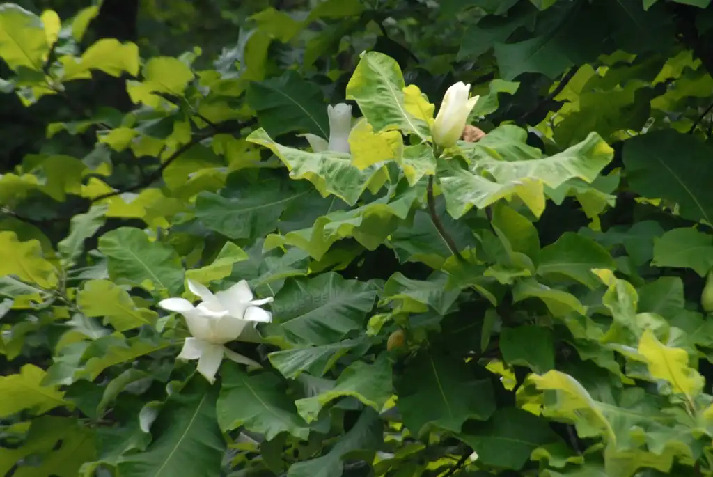 Foto de Magnolia tripetala - Flower and Leaves (Biltmore, NC):Jim Robbins