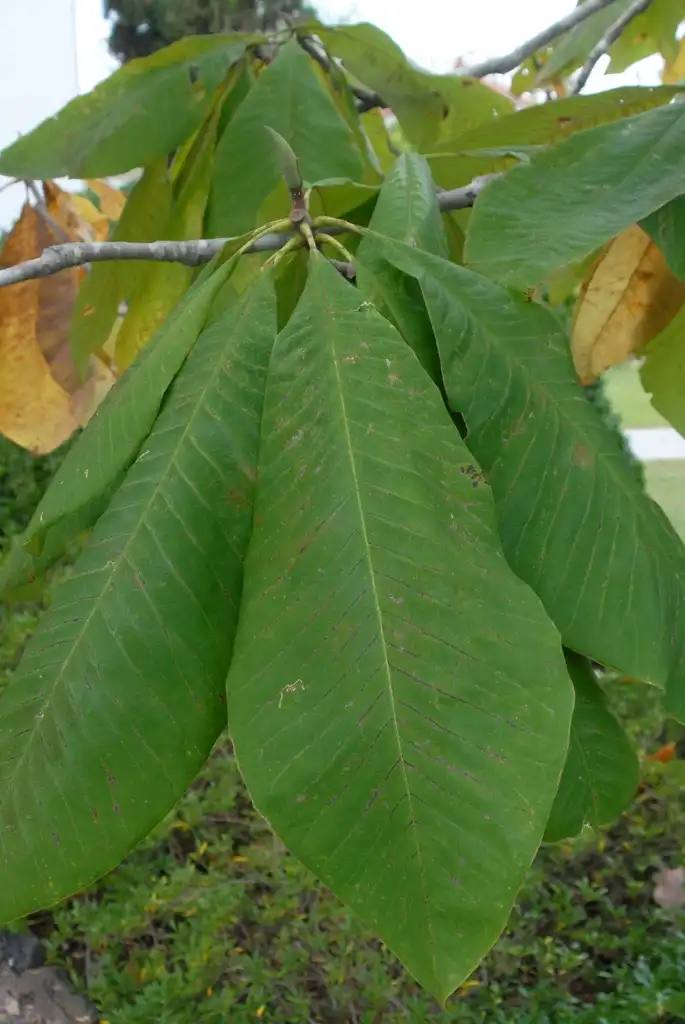 Foto de Magnolia tripetala - Leaf and Bud:Jim Robbins