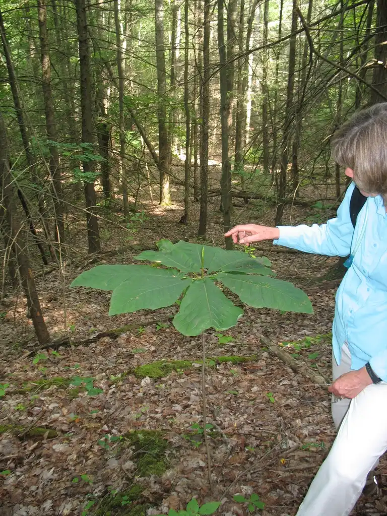 Foto de Magnolia tripetala - umbrella seedling, Great Smoky Mts National Park:Stacy Hodes