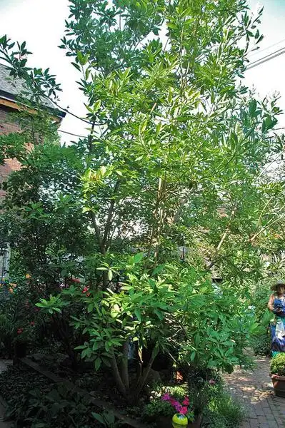 Фото Magnolia virginiana (Magnolia virginianas)