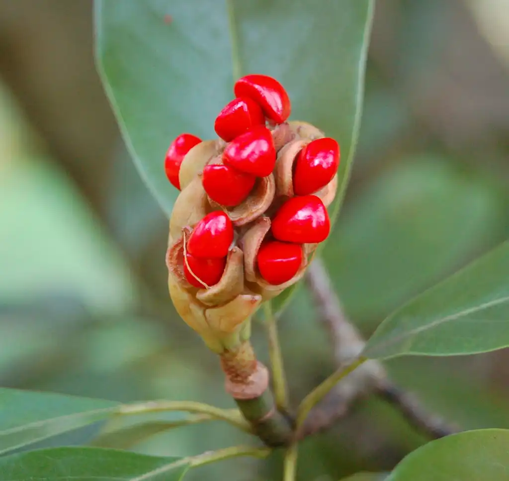 Фото Magnolia virginiana (Magnolia virginianas)