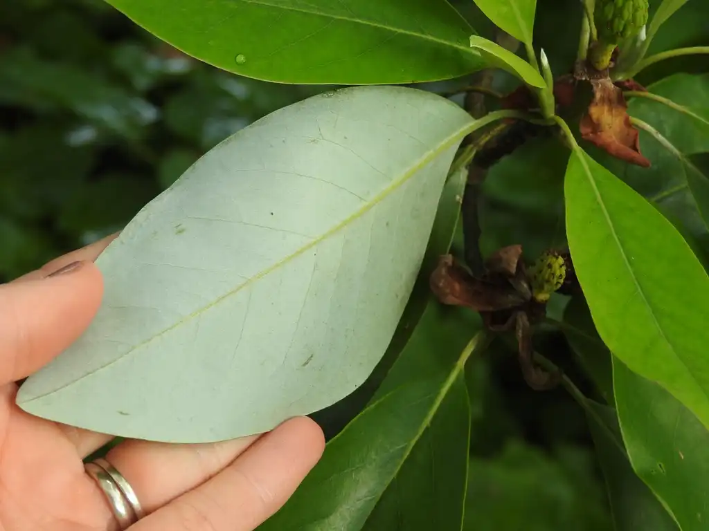 Фото Magnolia virginiana - 'Henry Hicks' lover leaf:Kathleen Moore