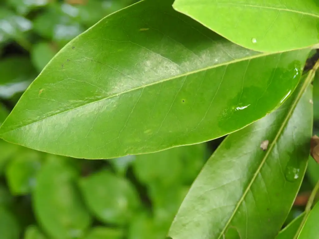 Фото Magnolia virginiana - var australis 'Henry Hicks' upper leaf:Kathleen Moore