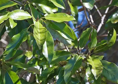Фото Magnolia virginiana - Leaves:Mary Keim