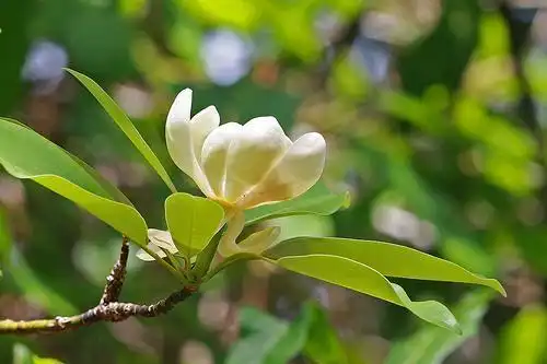 Фото Magnolia virginiana - Flower:Mary Keim