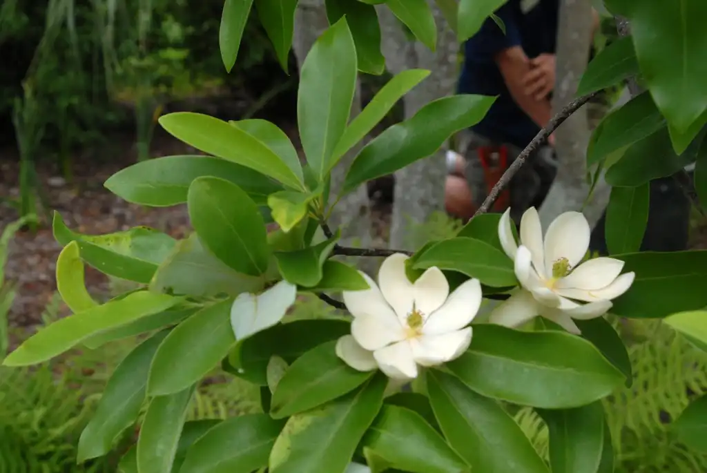Фото Magnolia virginiana - Flower and Leaves:Jim Robbins
