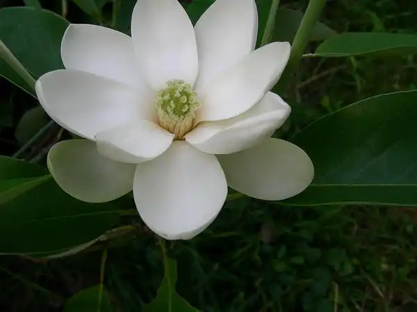 Фото Magnolia virginiana - 'Moonglow' bloom:Rachelgreenbelt