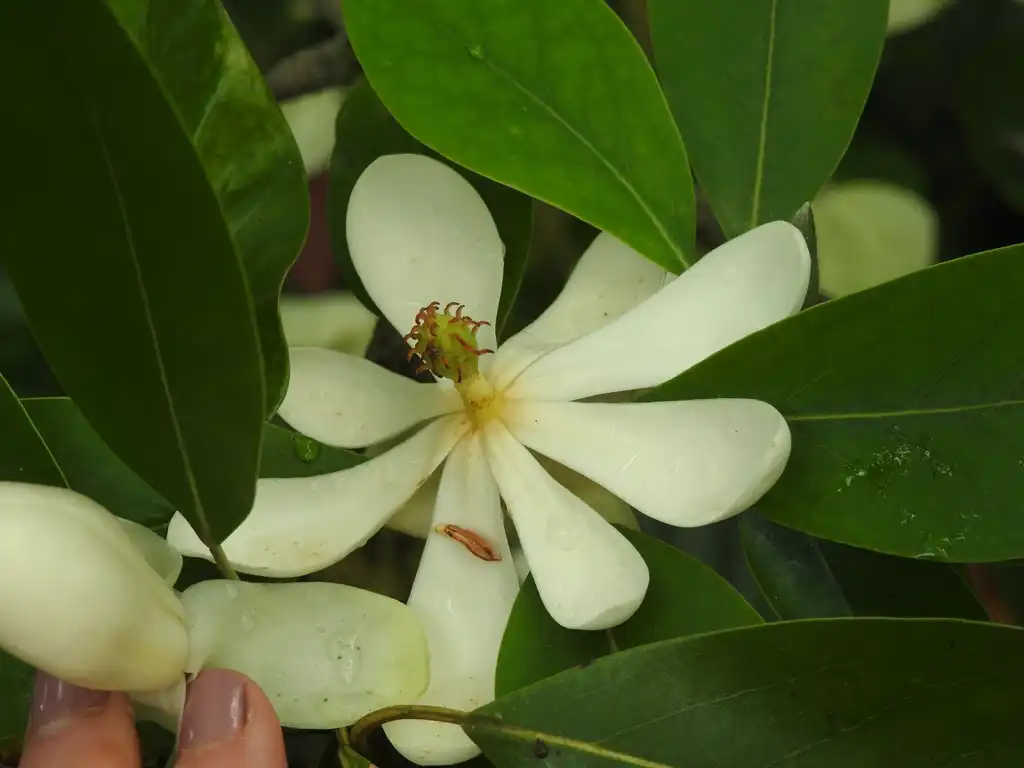 Фото Magnolia virginiana - var australis 'Henry Hicks' flower:Kathleen Moore